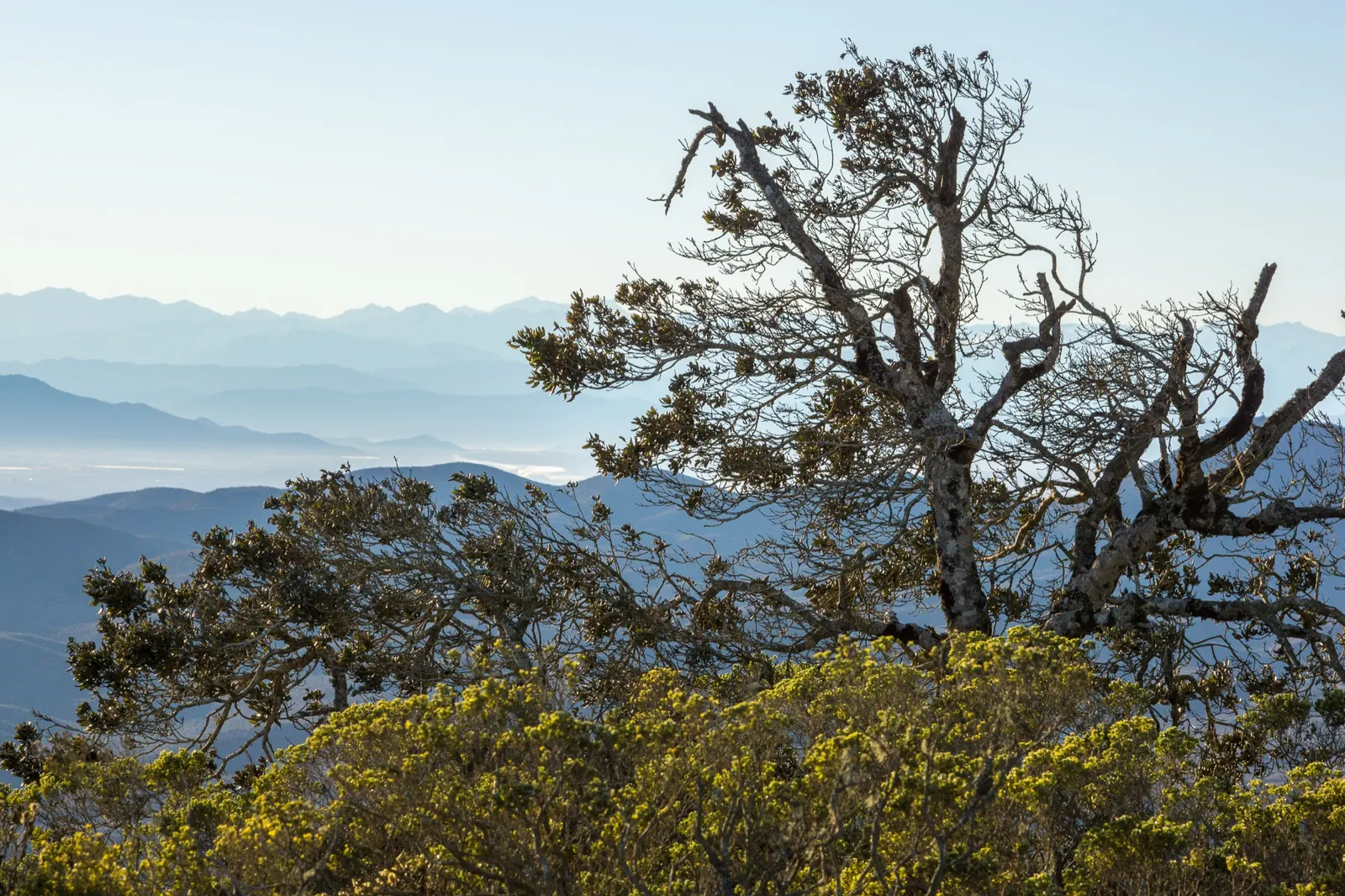 Árbol de copa rala cubierto de líquenes sobre el matorral, con cordones de cerros azulados que se suceden hasta la cordillera