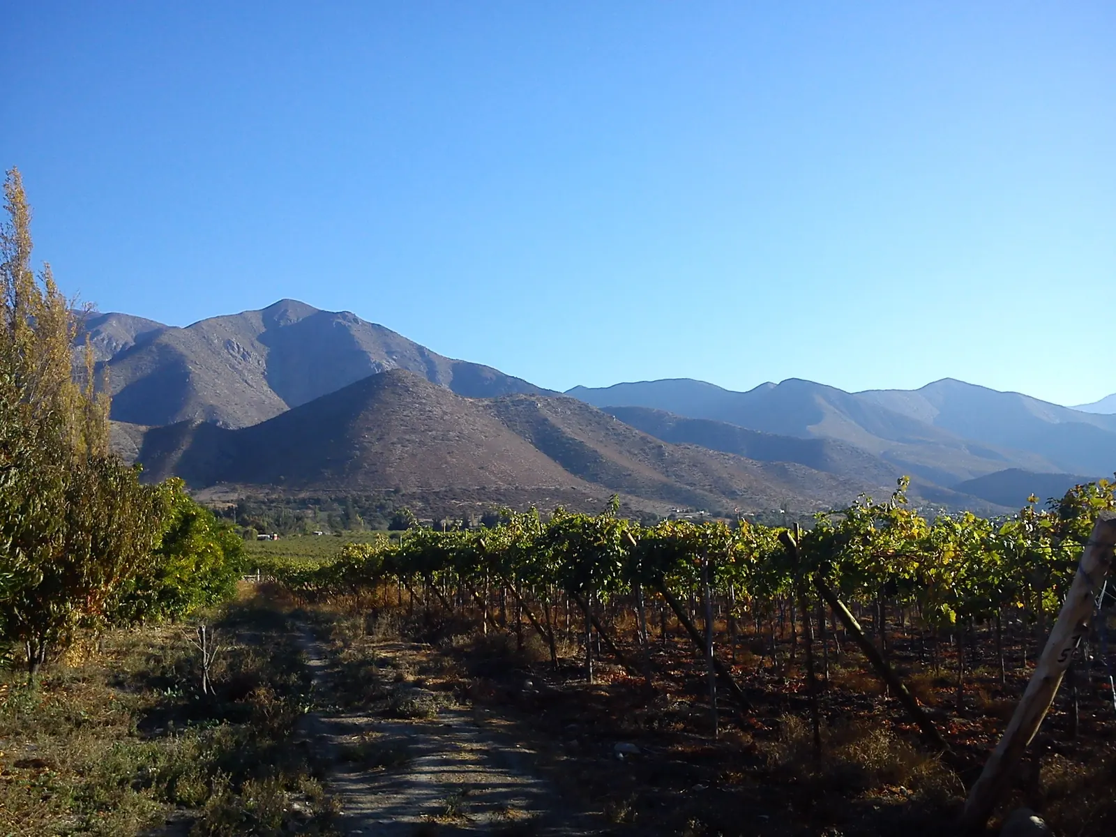 Parras conducidas en parrón junto a un camino de tierra, con álamos a un costado y cerros áridos bajo cielo azul