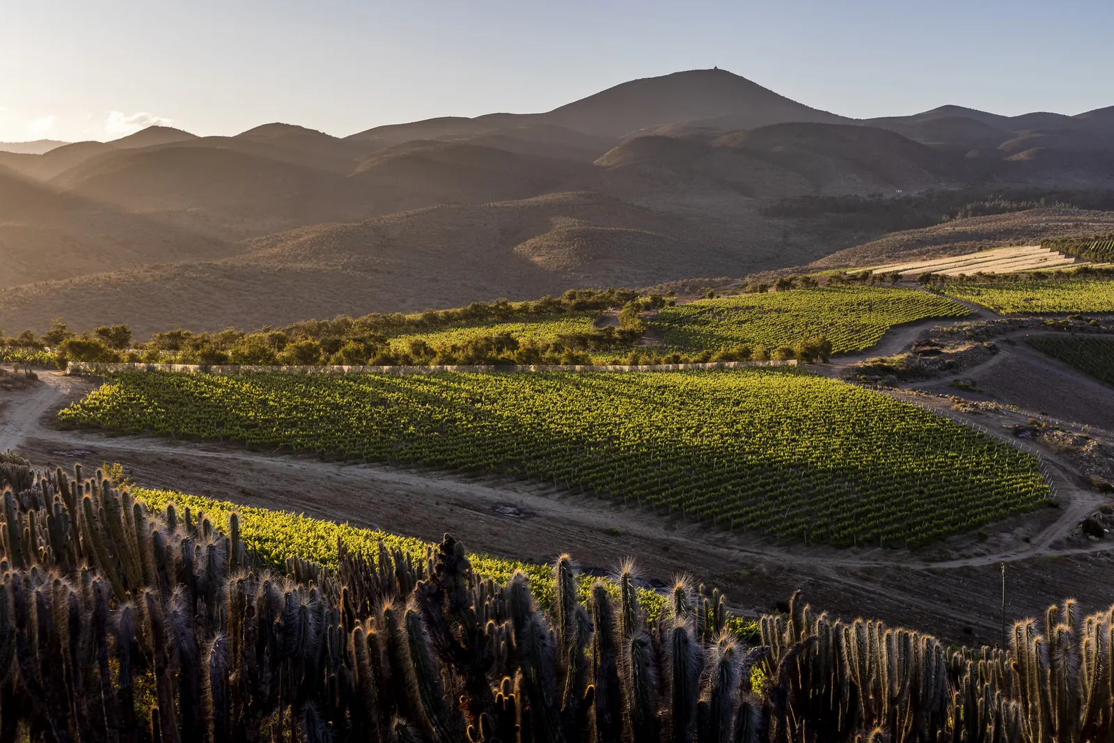 Hileras de viñedo en una ladera, con cactus columnares en primer plano y cerros secos al fondo con la luz rasante de la tarde