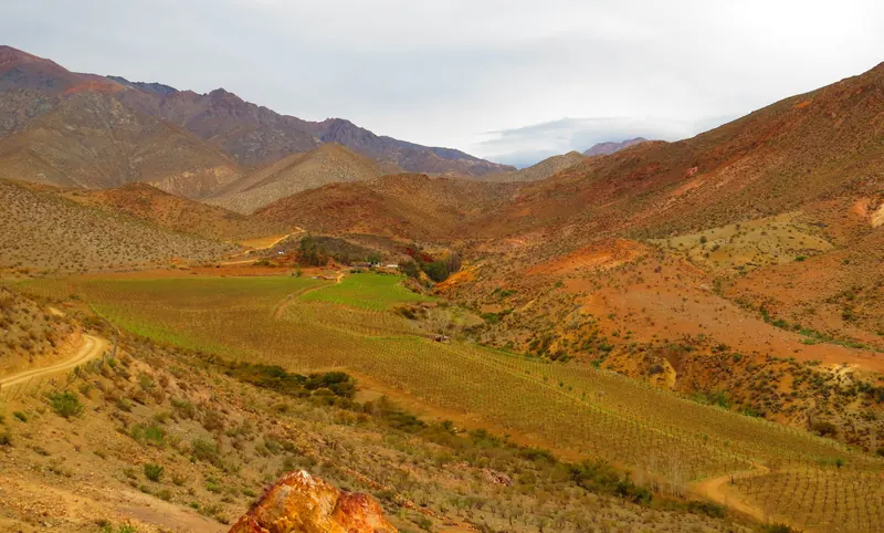 Viñedo verde en el fondo de una quebrada, entre laderas de tierra ocre y rojiza