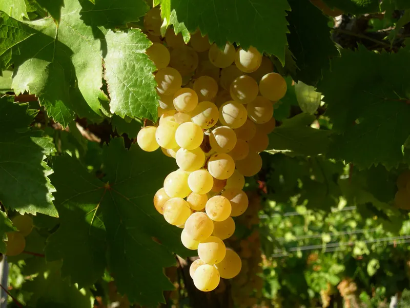 Racimo de uvas blancas maduras entre hojas de parra iluminadas por el sol