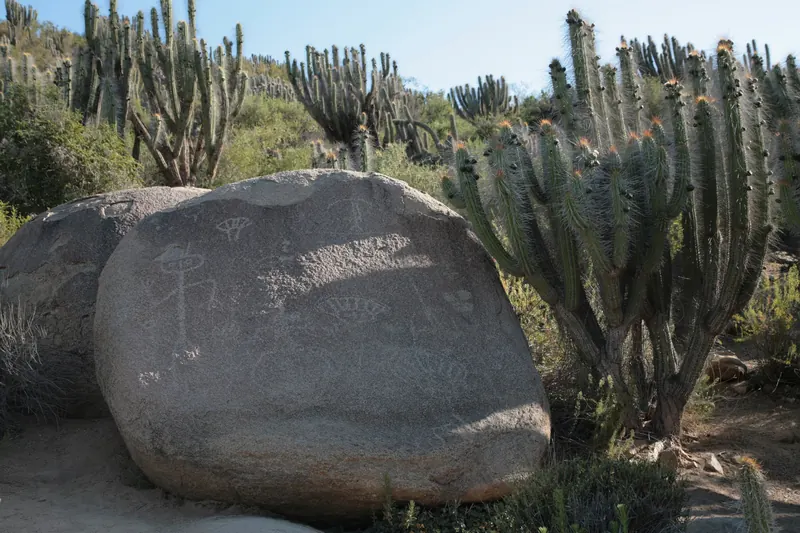 Gran bloque de roca con figuras grabadas, junto a cactus columnares