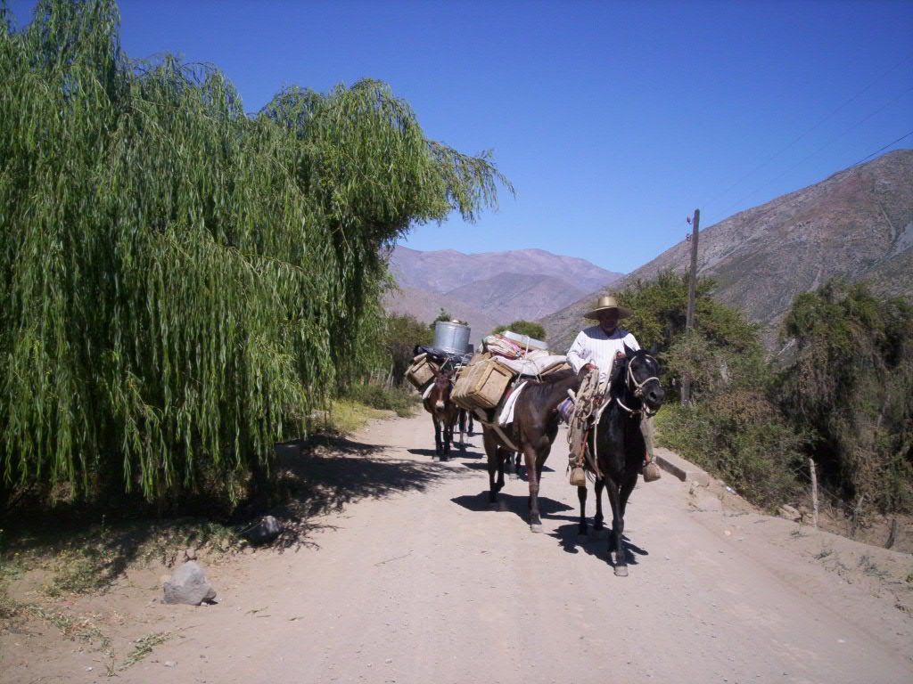 Arriero con mulas de carga, camino a El Maitén, Monte Patria.