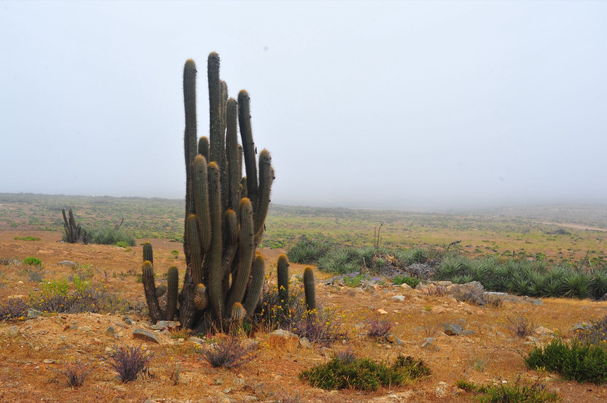 Cactácea columnar en la niebla costera.
