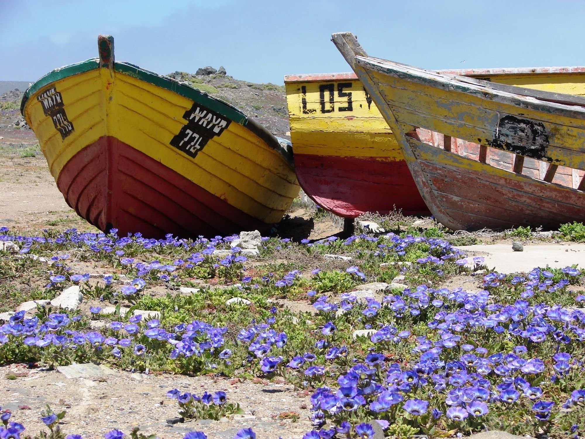 Botes varados entre flores de Nolana, junto a la desembocadura del Limarí, octubre de 2009.