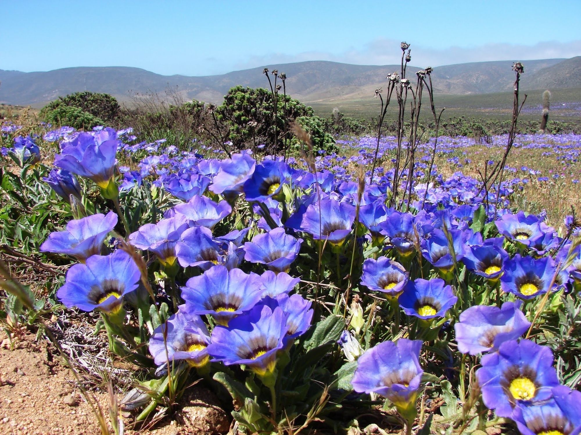 Floración de Nolana en la costa de Ovalle, octubre de 2009.