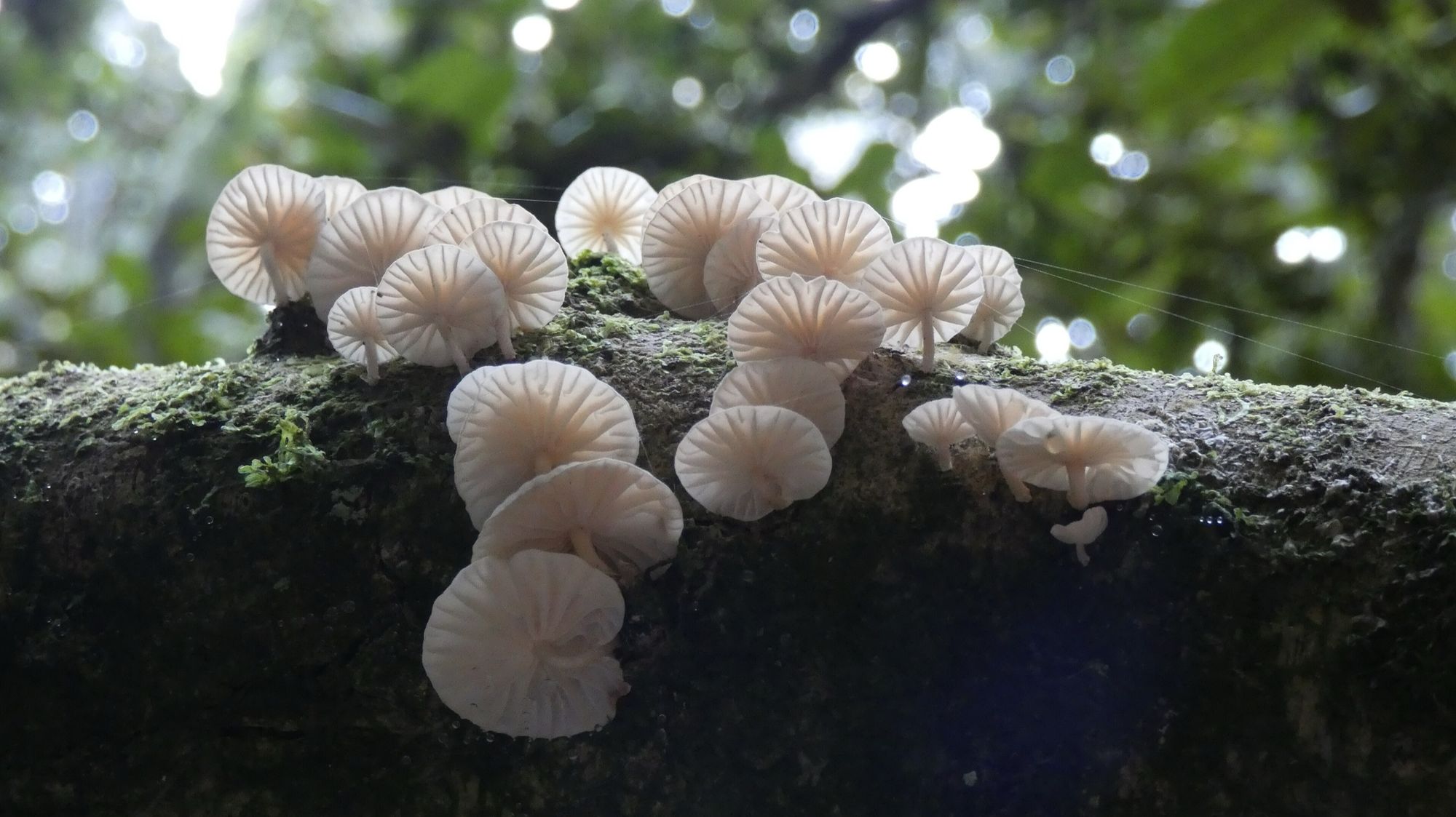 Humedad de niebla. Hongos sobre un tronco con musgo.