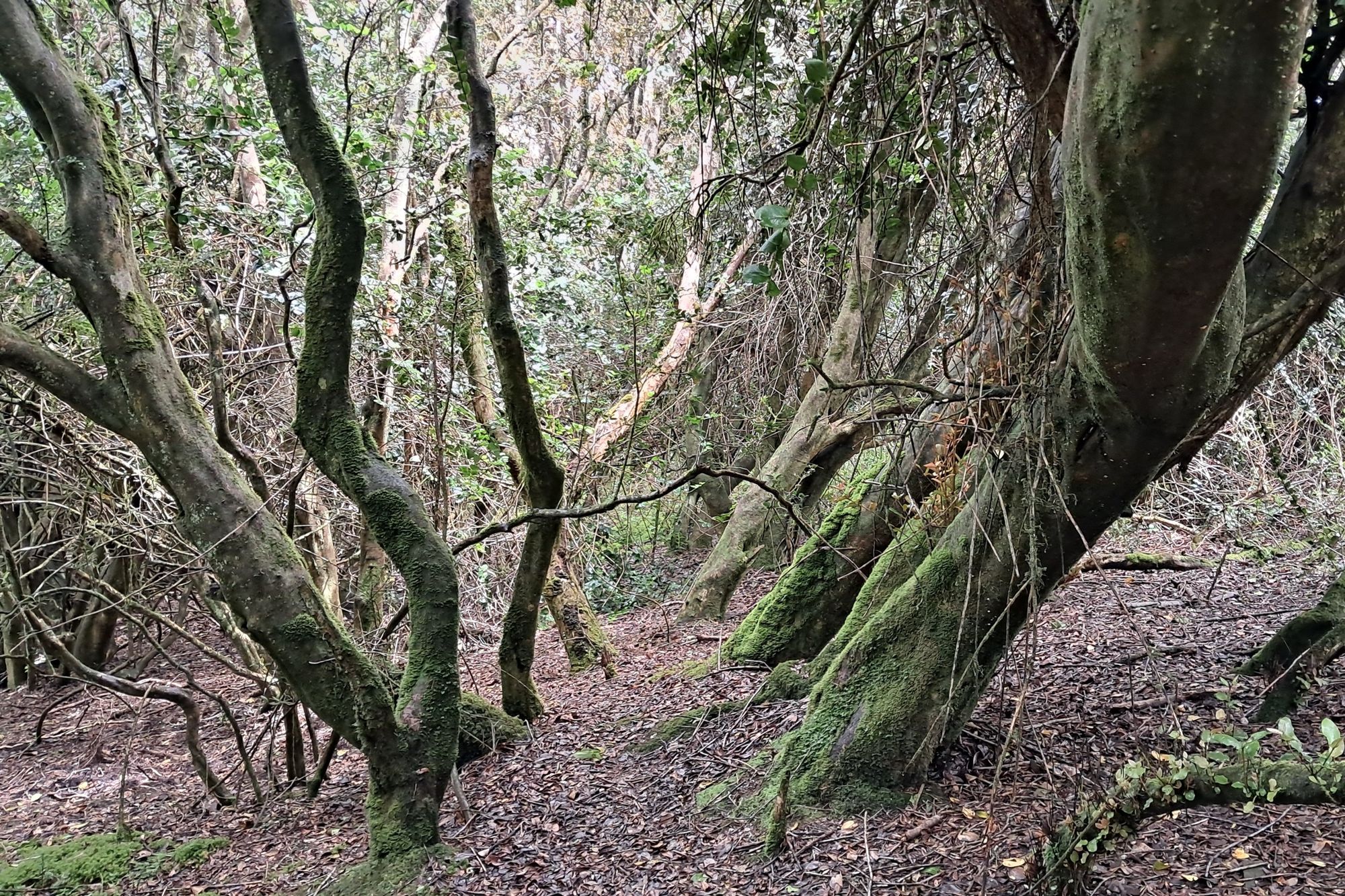Interior del bosque. Troncos cubiertos de musgo y hojarasca.