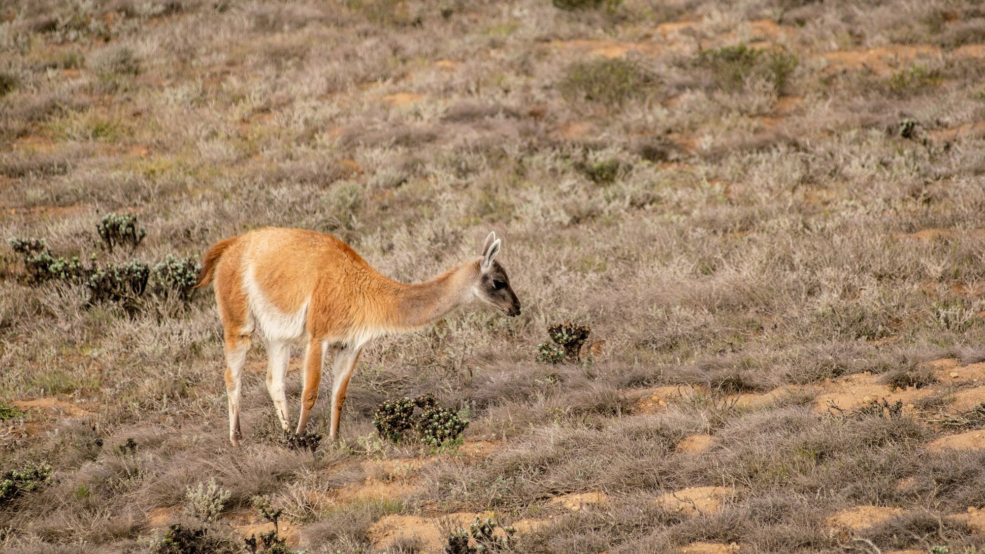 Guanaco en el matorral bajo de la parte alta del parque.