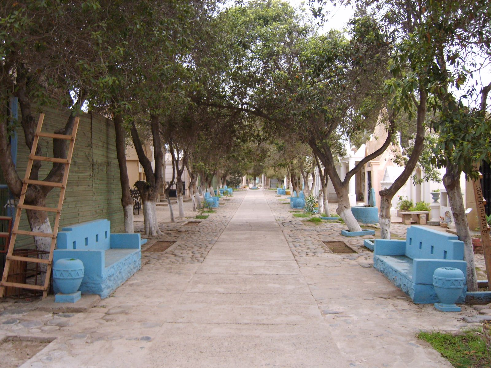 Cementerio de Ovalle. Calle interior bajo árboles encalados.