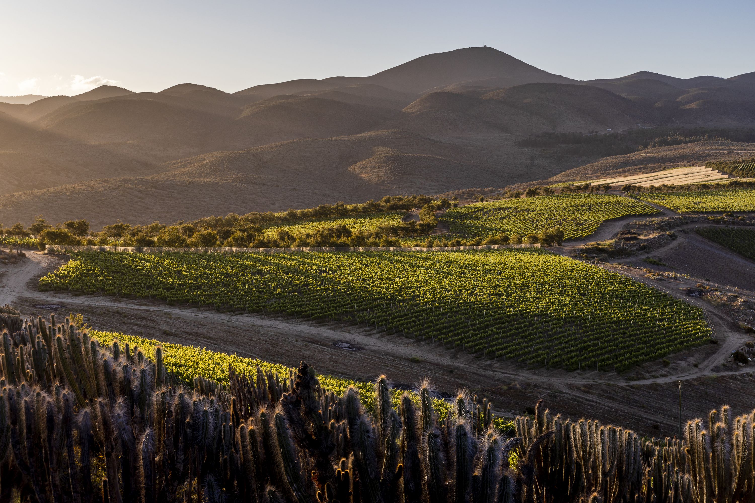 Viñedos y quiscos al atardecer bajo un cerro, fotografía de la gráfica del simposio