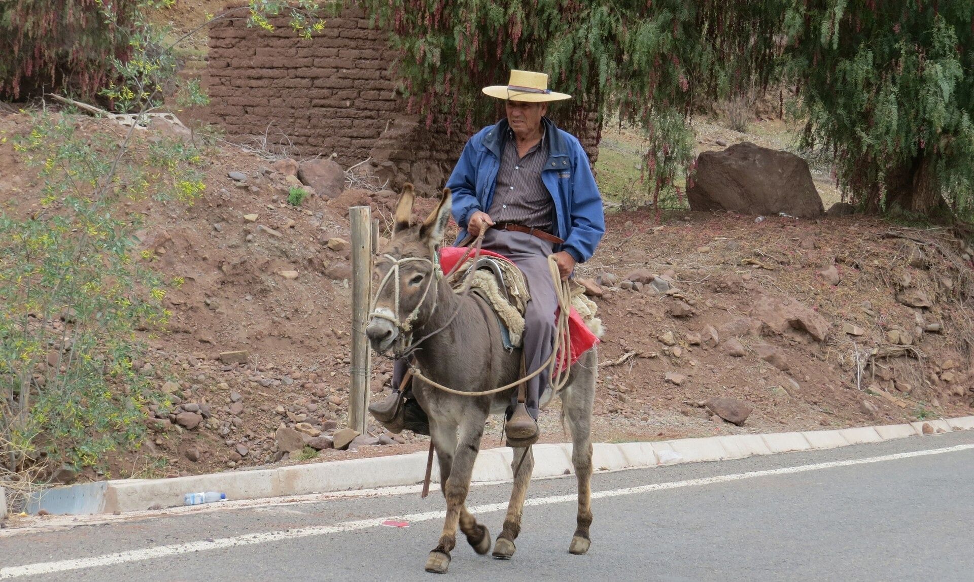 Guampulla, Río Hurtado. Un hombre con chupalla y montura con pellones avanza en burro por el borde del camino.