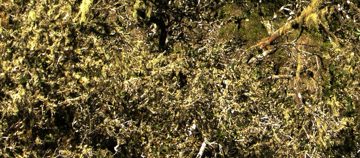 Muestra: Follaje del bosque relicto que atrapa la niebla.