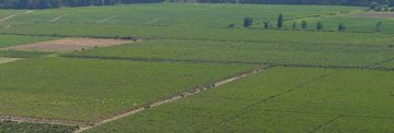 Muestra: Franja regada del valle aguas abajo de Ovalle.