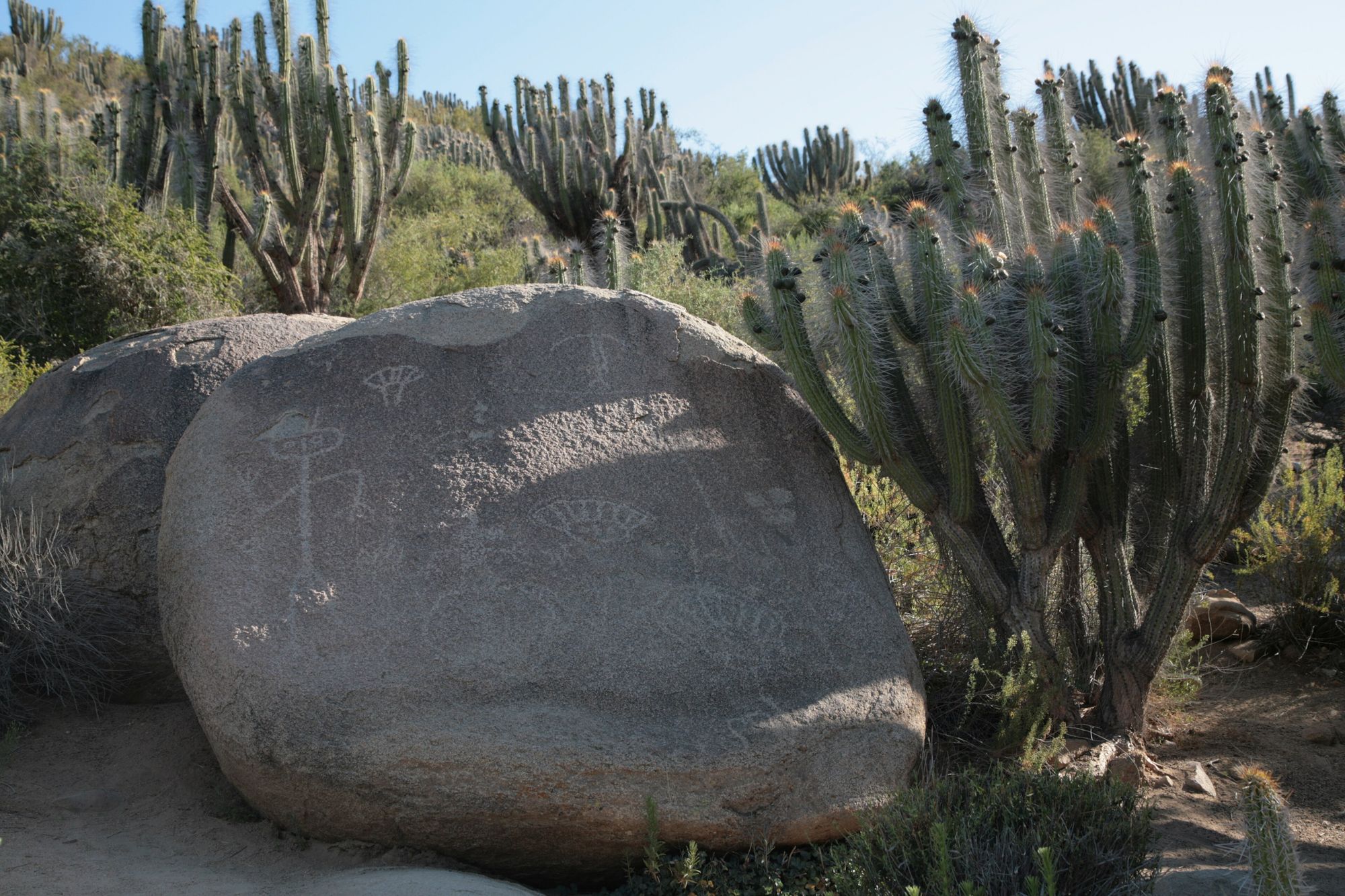 Bloque de granito con petroglifos entre cactáceas en el Valle del Encanto