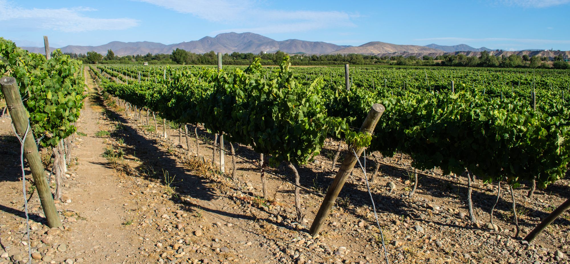 Viñedo en espaldera sobre suelo pedregoso, valle del Limarí cerca de Ovalle, 2016.