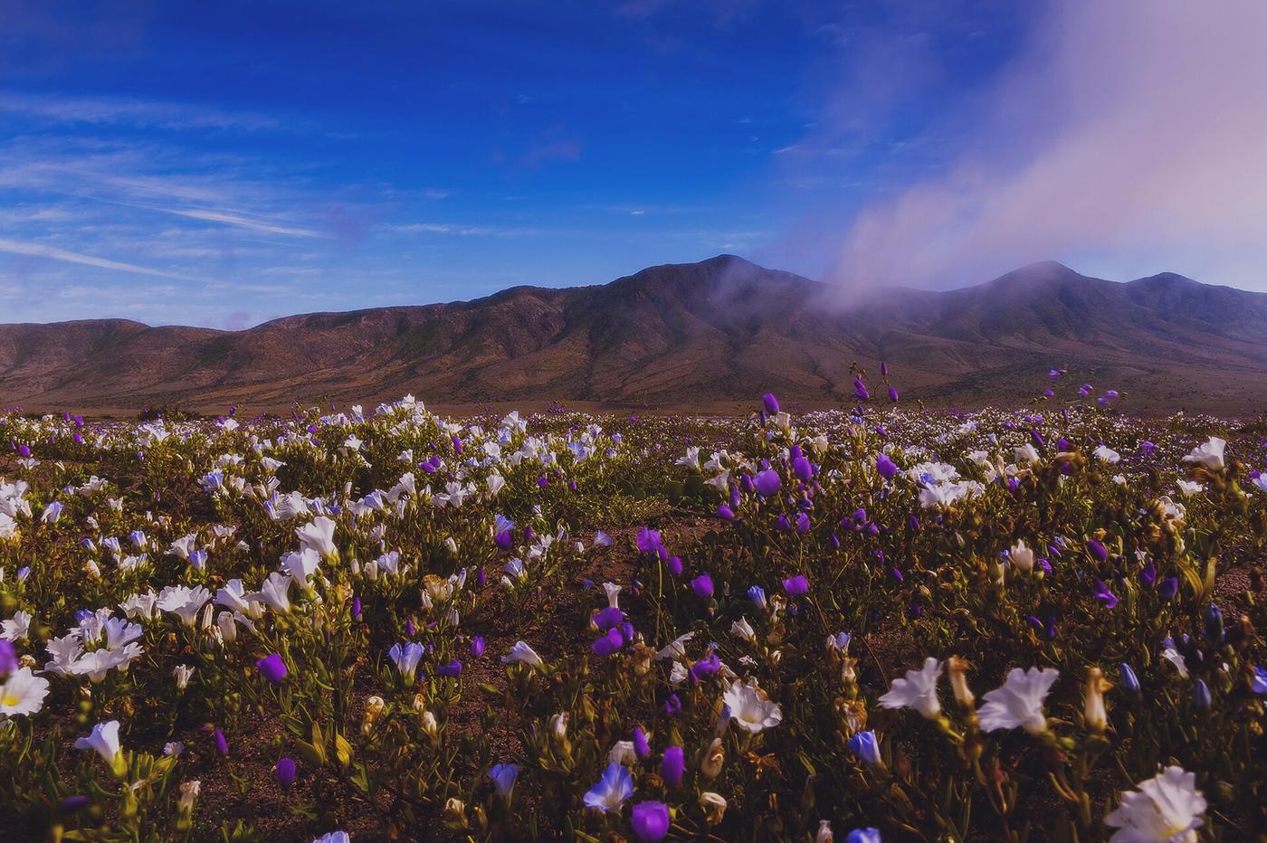 Llano cubierto de flores blancas y moradas al pie de cerros, bajo un cielo azul