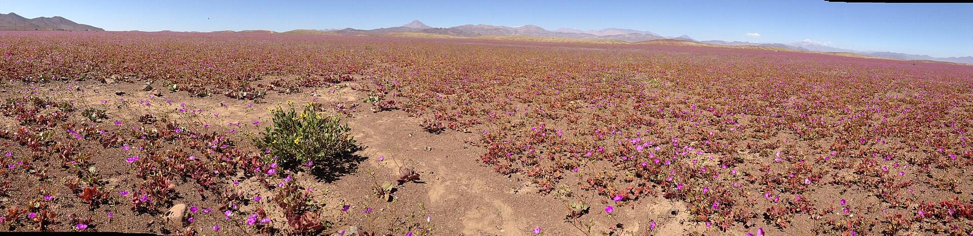 Panorámica de una planicie del desierto de Atacama cubierta de flores