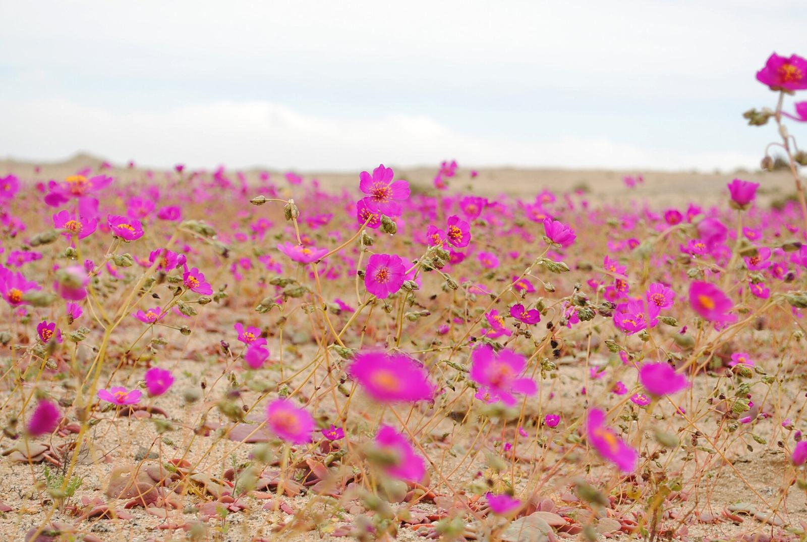 Alfombra de flores fucsia de pata de guanaco cubriendo el suelo del desierto de Atacama